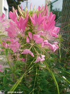 Cleome_rose