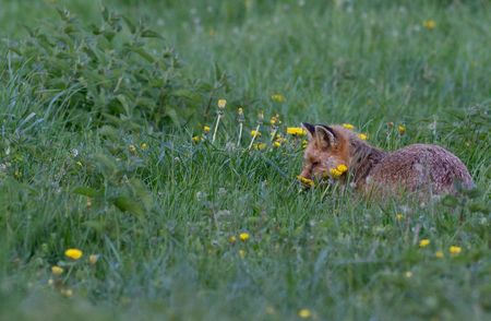 renard25_1024