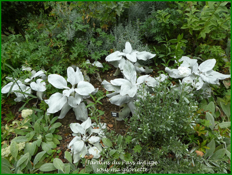 senecio