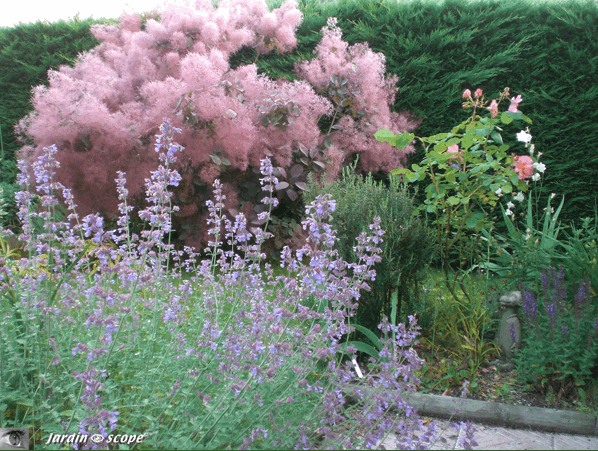 Variation autour du Cotinus coggygria x dummeri Grace