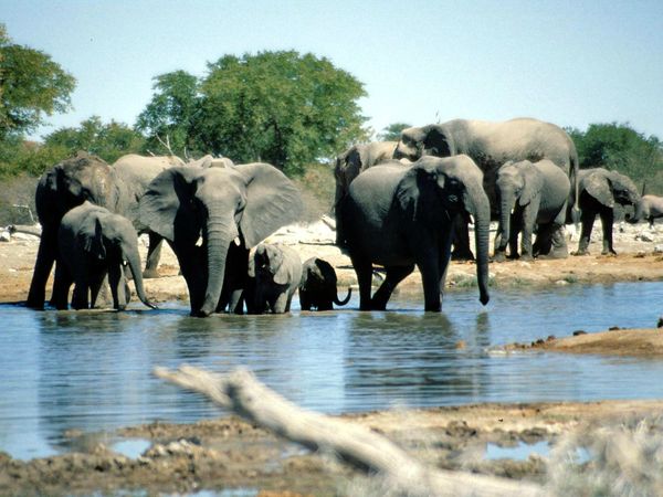 Elephants_Etosha_Namibia(1)