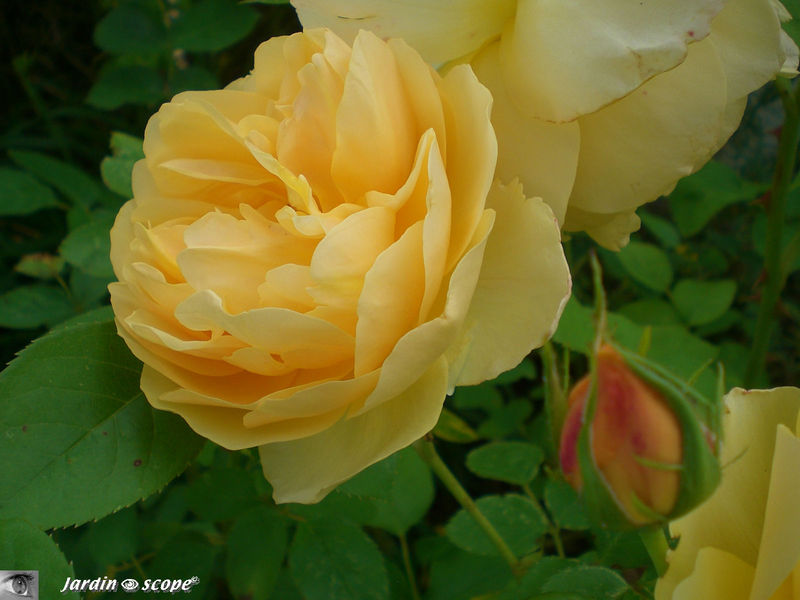 Rosier 'Graham Thomas'