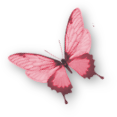 papillon rose