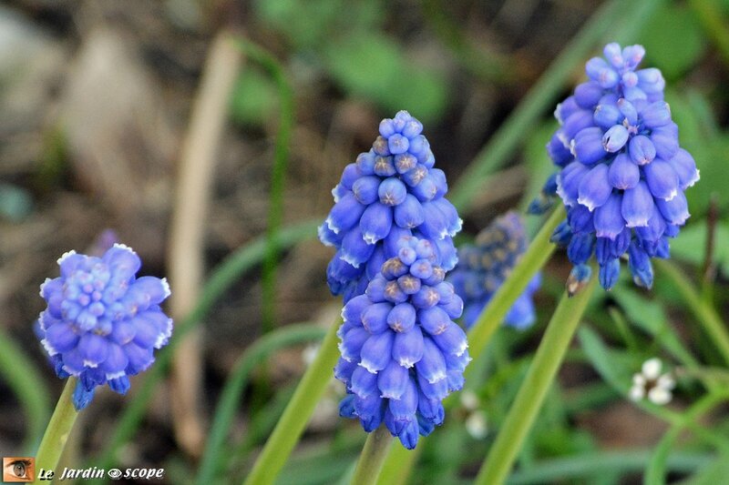 Muscari