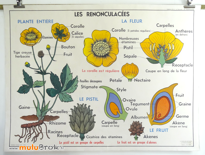 AFFICHE-SCOLAIRE-MDI-6-RENONCULACEES-2-muluBrok-Vintage