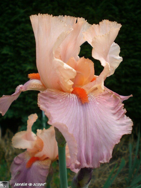 Iris Goodbye Heart 