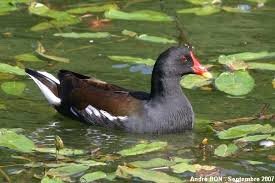 Résultat de recherche d'images pour "poule d'eau"