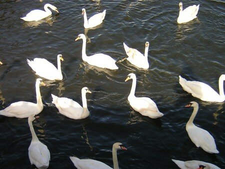 Swans_Lake