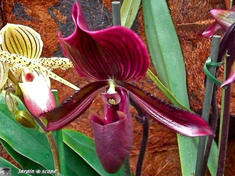 Exposition d'Orchidées 2009