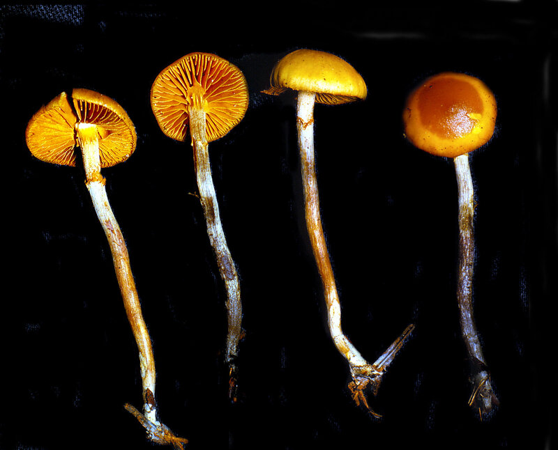 Galerina marginata 1986 1004 (mont)