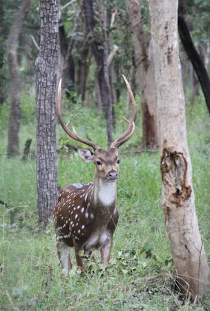 ooty_buck