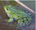 grenouille verte