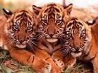 tigres_fond_2