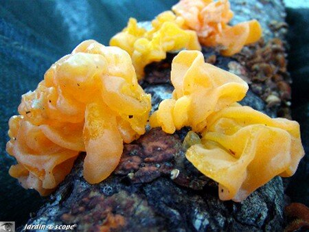 Tremella_mesenterica