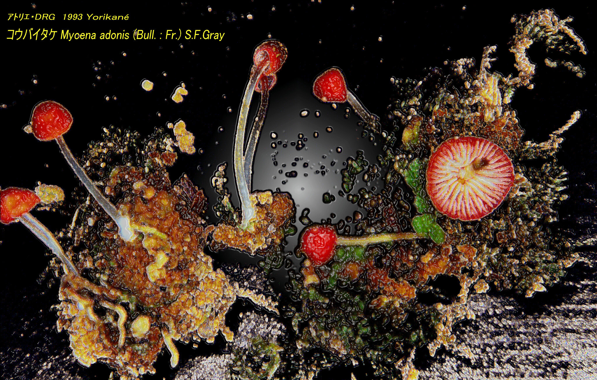Mycena_adonisart_10_10_1993