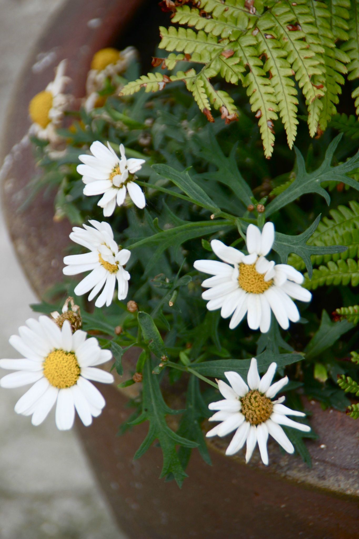Marguerites