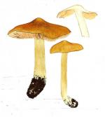 Entoloma clypeatum IH1 pl 66 Entolomatales