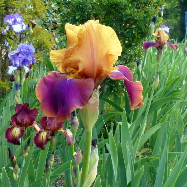 iris_syncopation