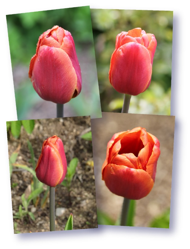 tulipe brown sugar