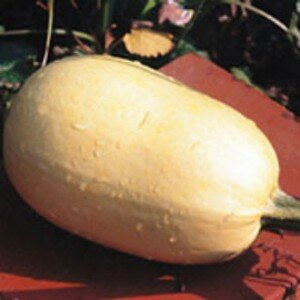 courge_spaghetti_