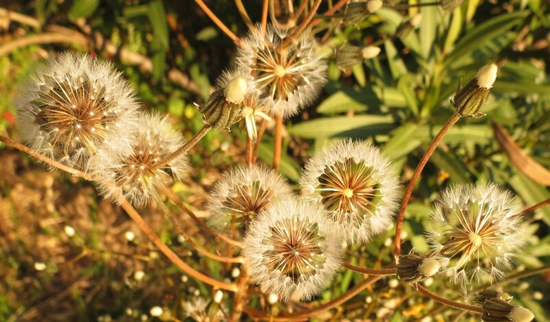 Senecio sp