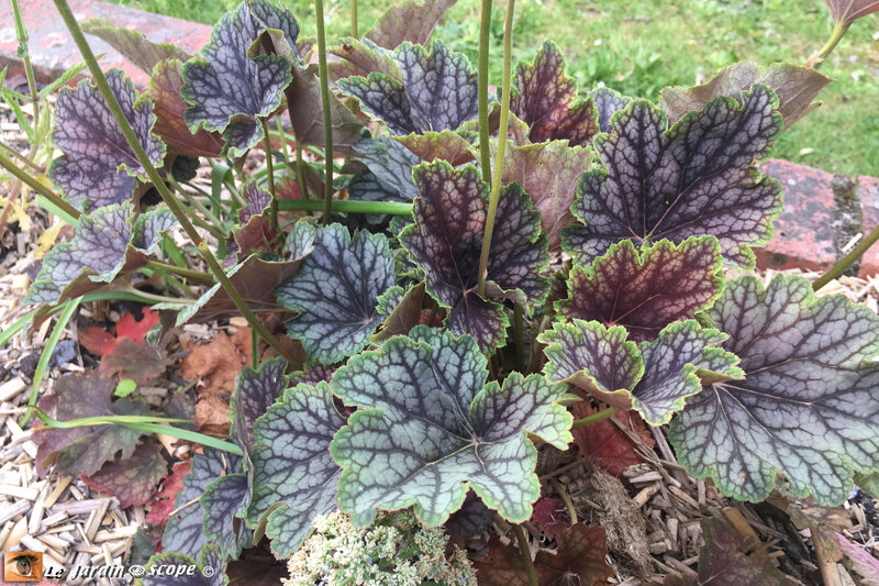 Heuchera x Beauty Color