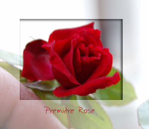 Premi_re_rose