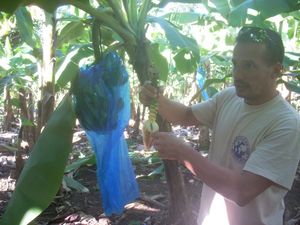 27 dec - excursion 4x4 - 5 plantation banane et ananas (18)