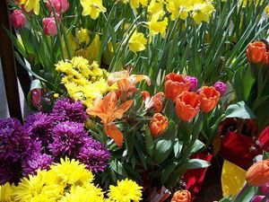 2801752-fleurs-de-printemps-sur-l-39-affichage-de-tulipes-narcisses-jacinthes-et-les-mamans-lors-d-39-une-po