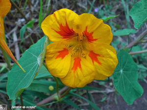 9030_Capucine