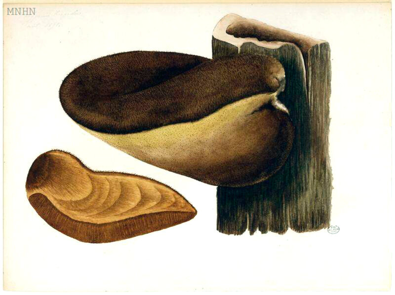 171 Polyporus hispidus Phellinus hartigii