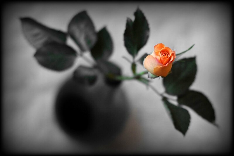 juste_une_rose2