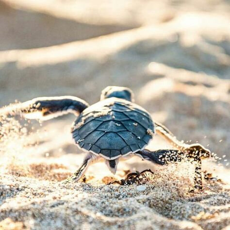 tortue_22