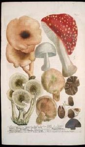 Weinmann3