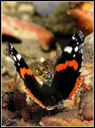 M4_papillon_Buddleia_Sungold