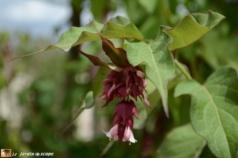 Arbre aux faisans • Leycesteria formosa