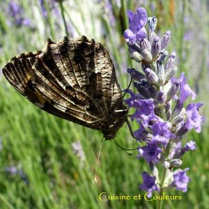 papillon lavande