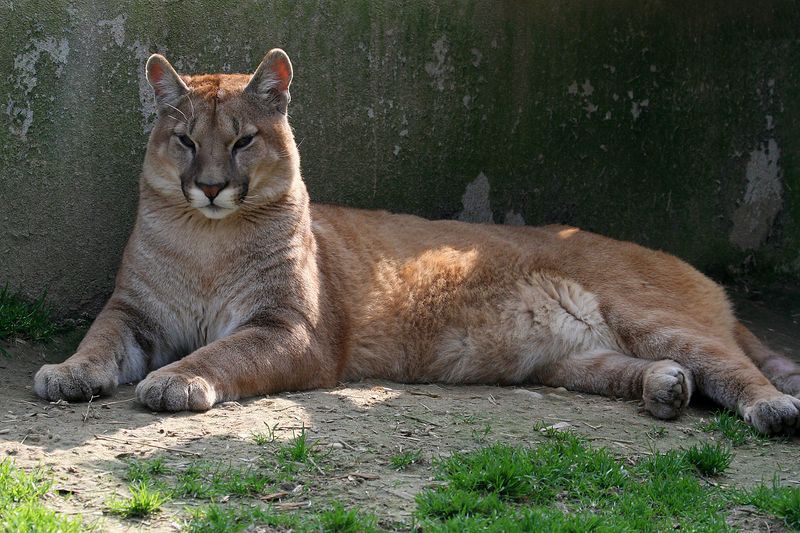 Puma jeune top