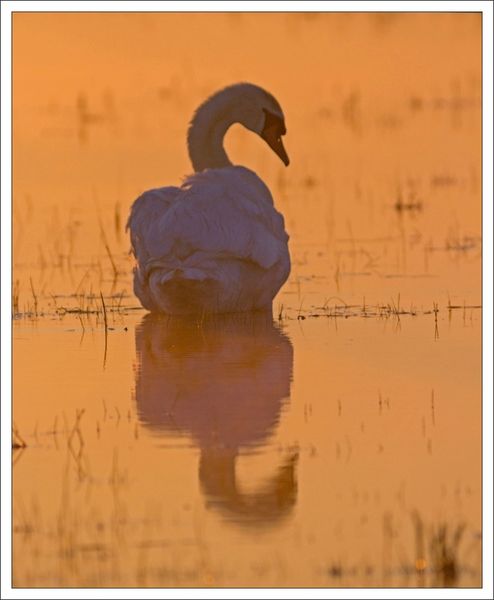 MS lulu cygne aube 2 200213