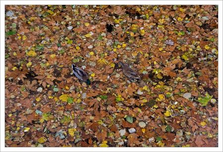 cane_et_canard_feuilles_mortes_Sevre_soir_221109