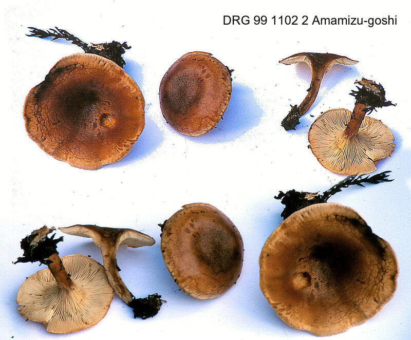 Clitocybe acromelalga cf 1999 1102 (1 et2)