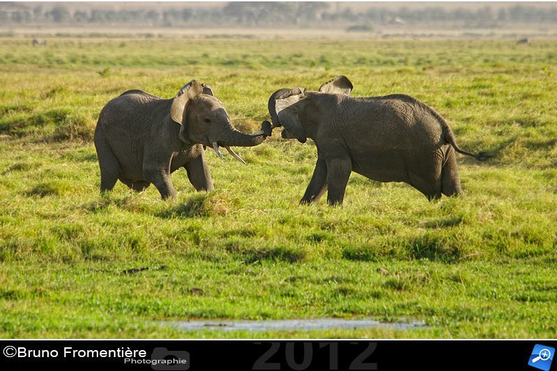 Elephants fighting 800 B