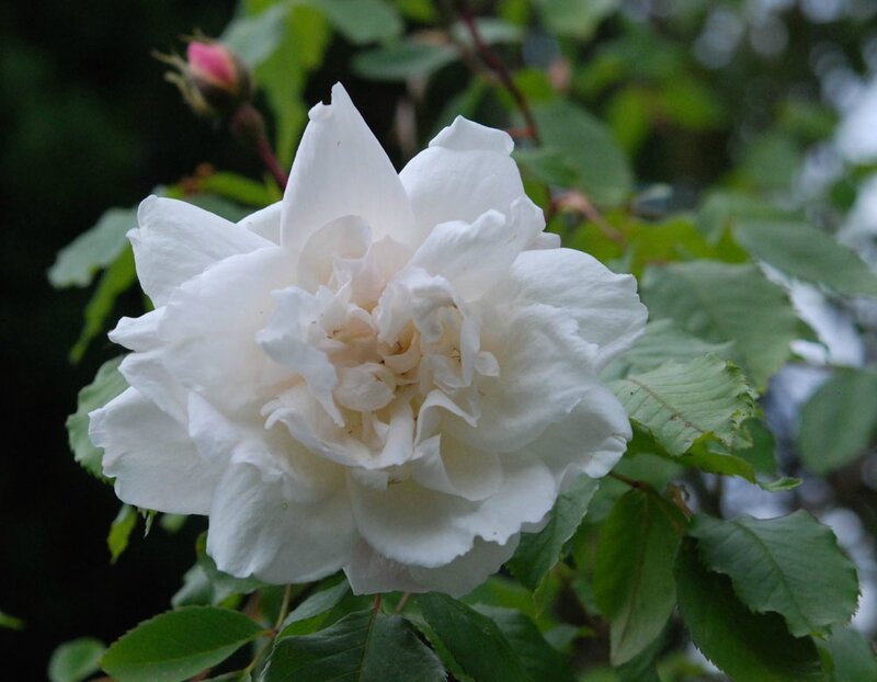 Rosa 'Mme Alfred Carrière'