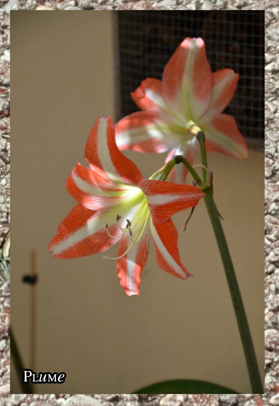 28 amaryllis