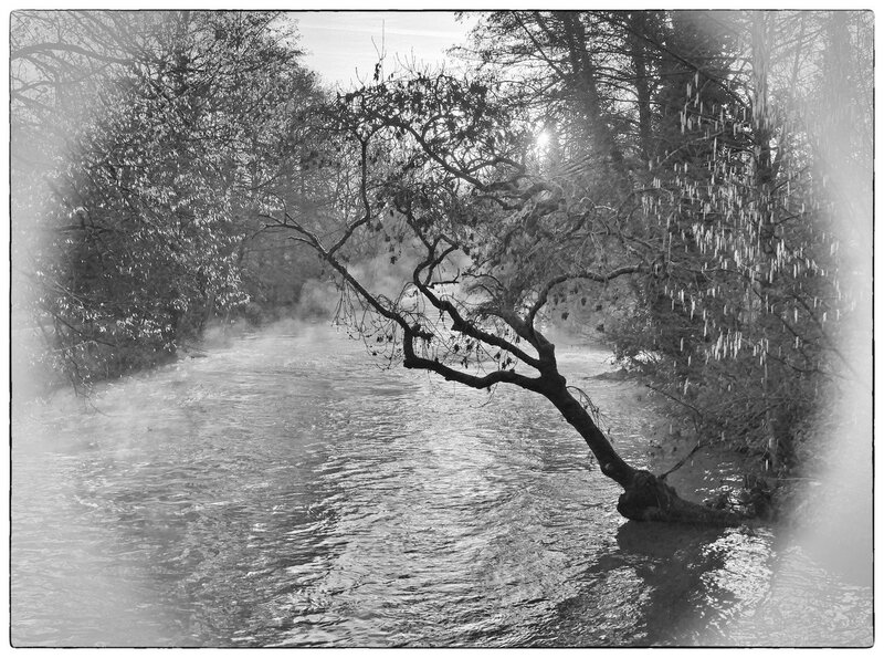 Ville arbre rivière brume matin 110120