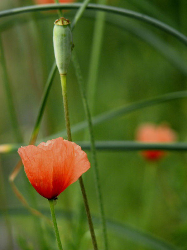 coquelicot3