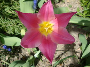 tulipany_y__2_