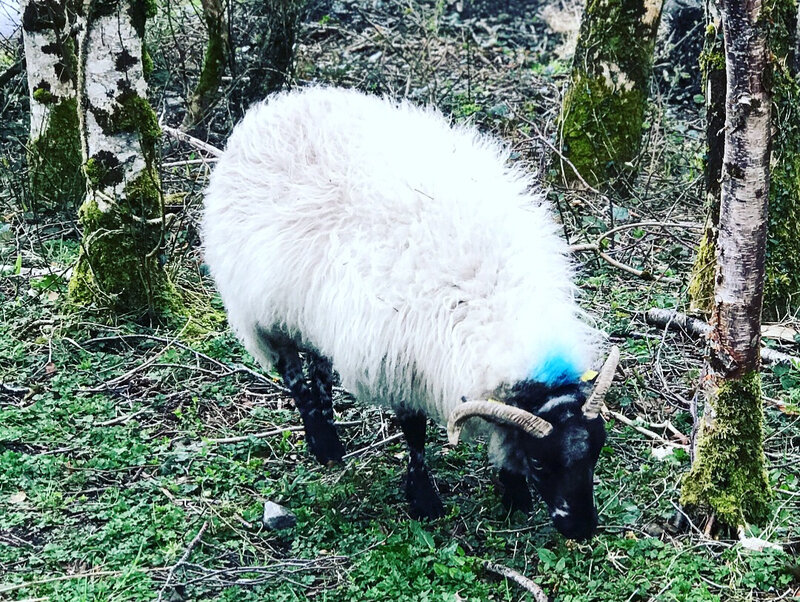 Mouton irlandais au parc national du Connemara ©Kid Friendly