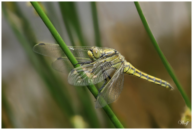 orthetrum-cancel-23-01