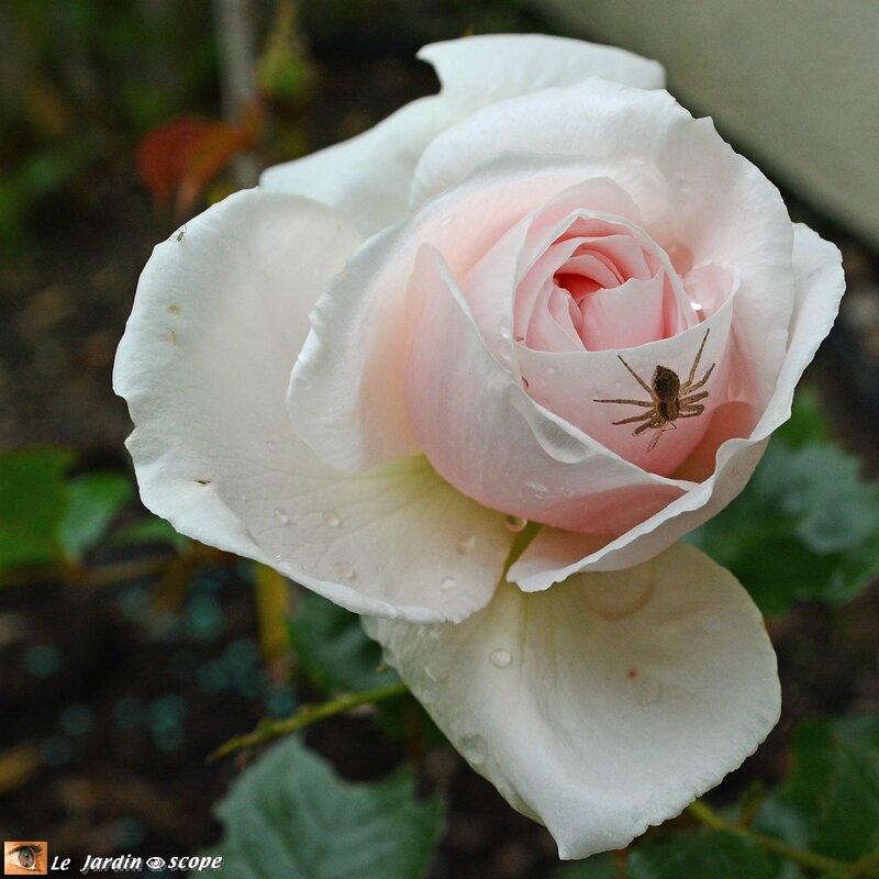 Rosier Jardin de Granville